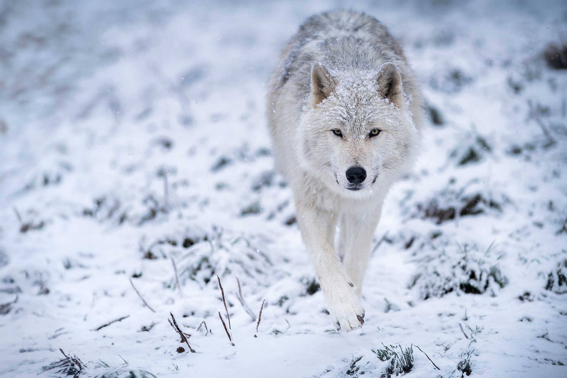 Loup gris