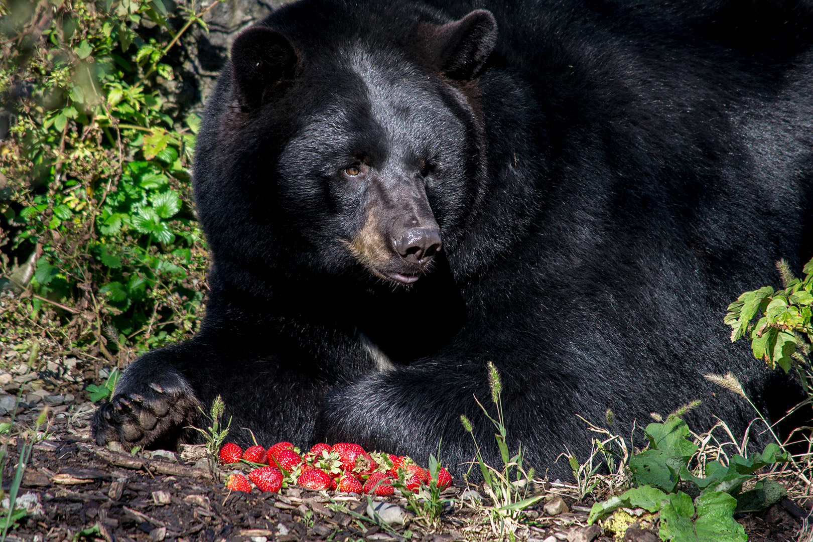 black bear eating strawberries
