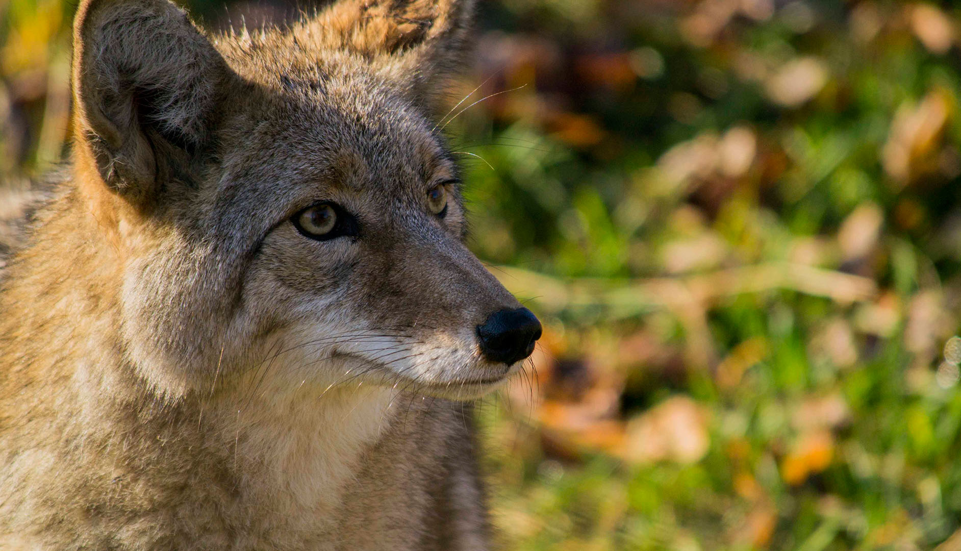 Coyote