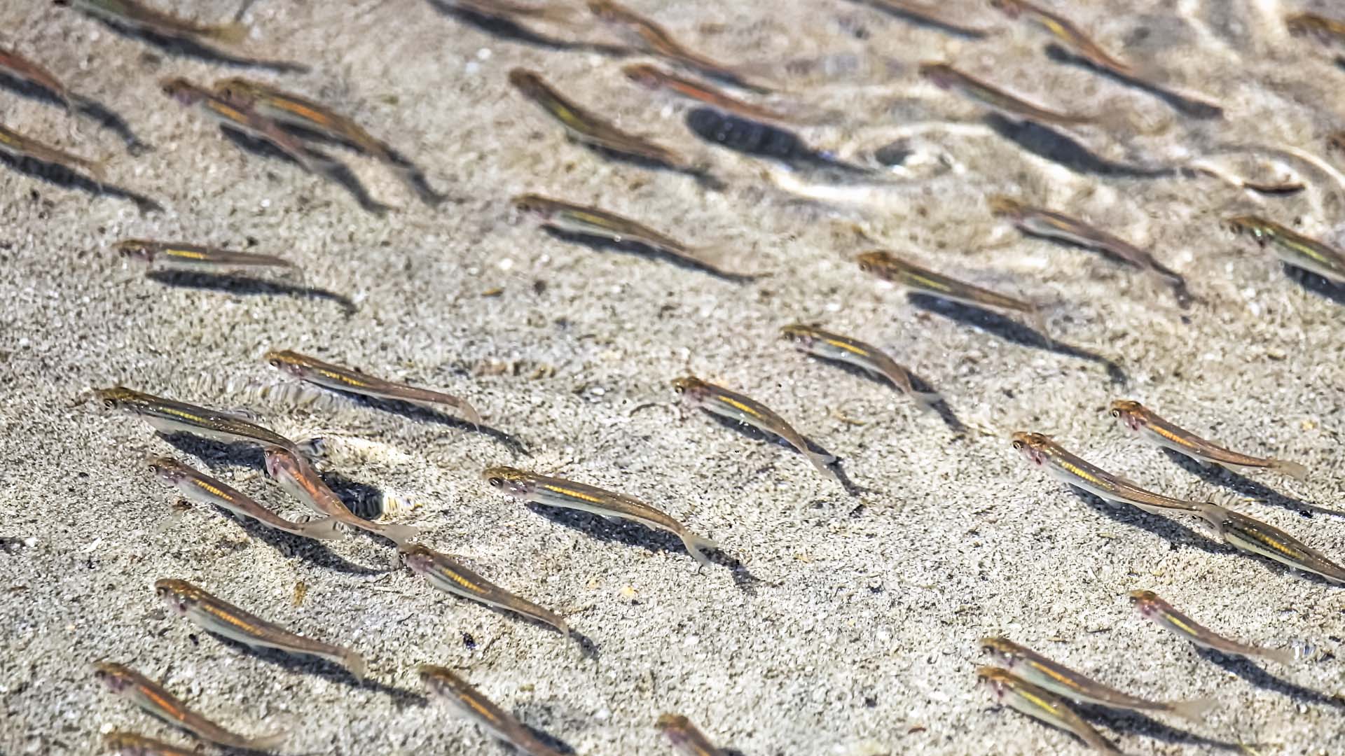 Minnows