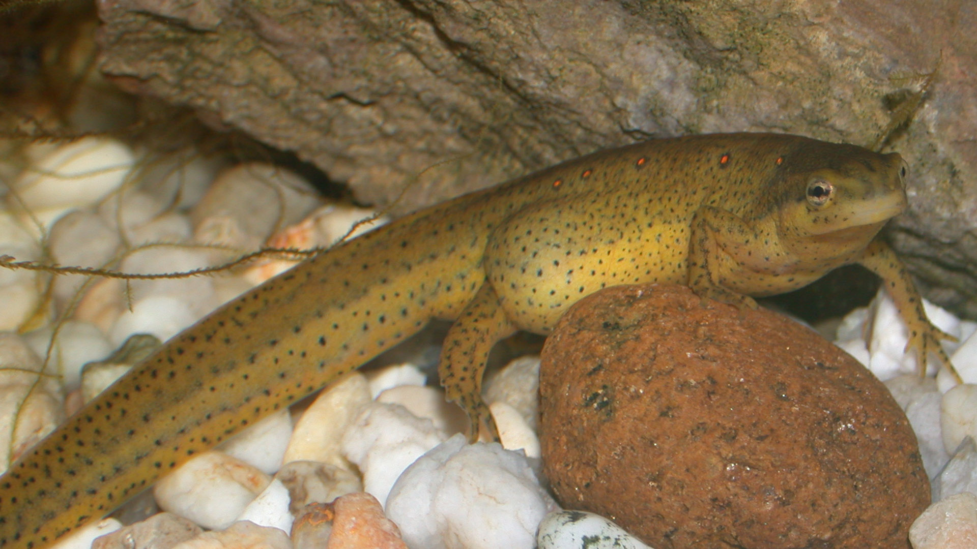 Red-Spotted Newt