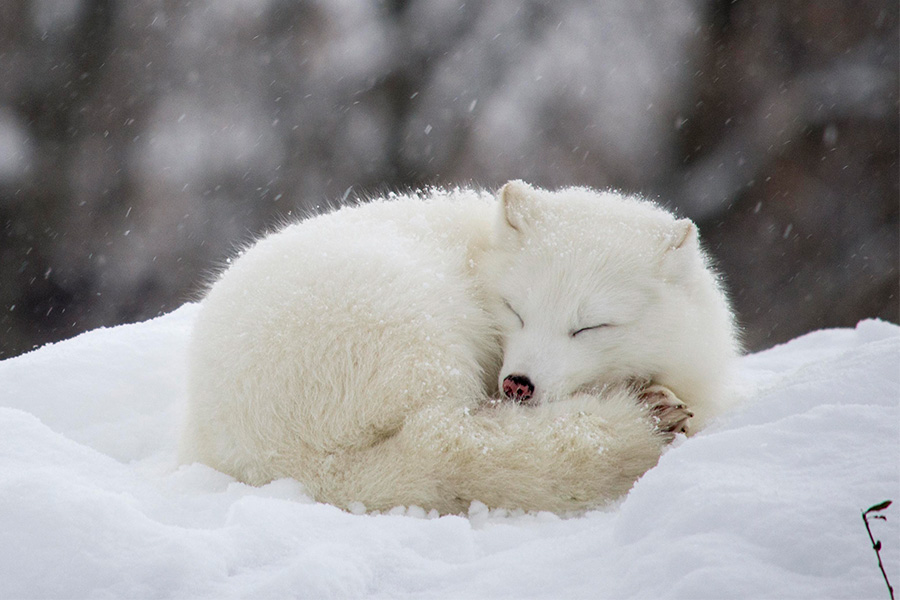 Renard arctique