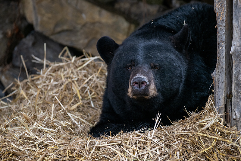 Black Bear