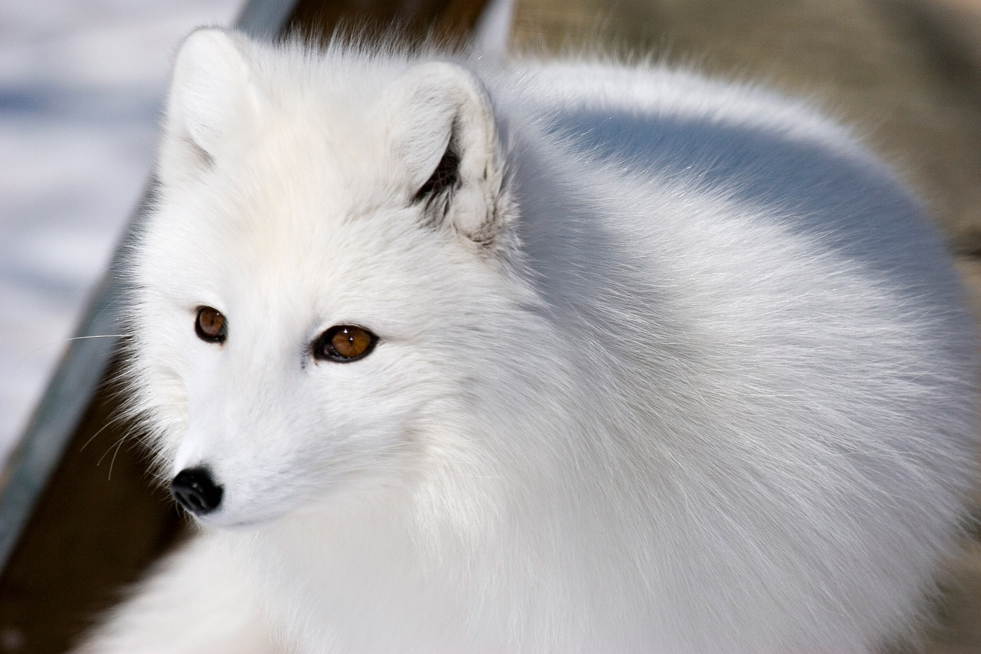 Renard arctique