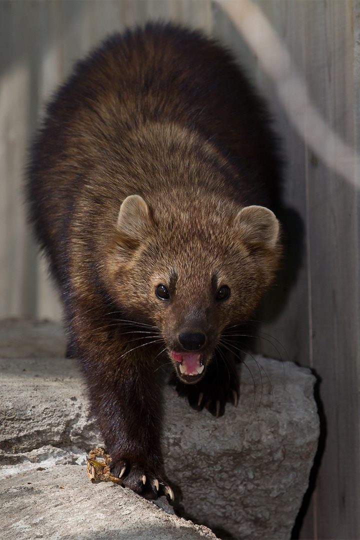 Pékan