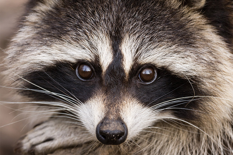 close-up on raccoon