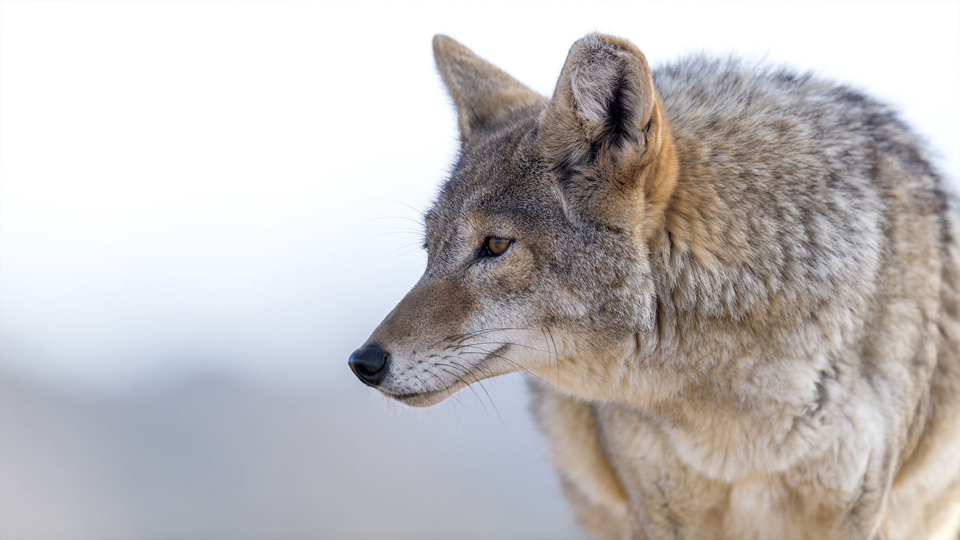 coyote