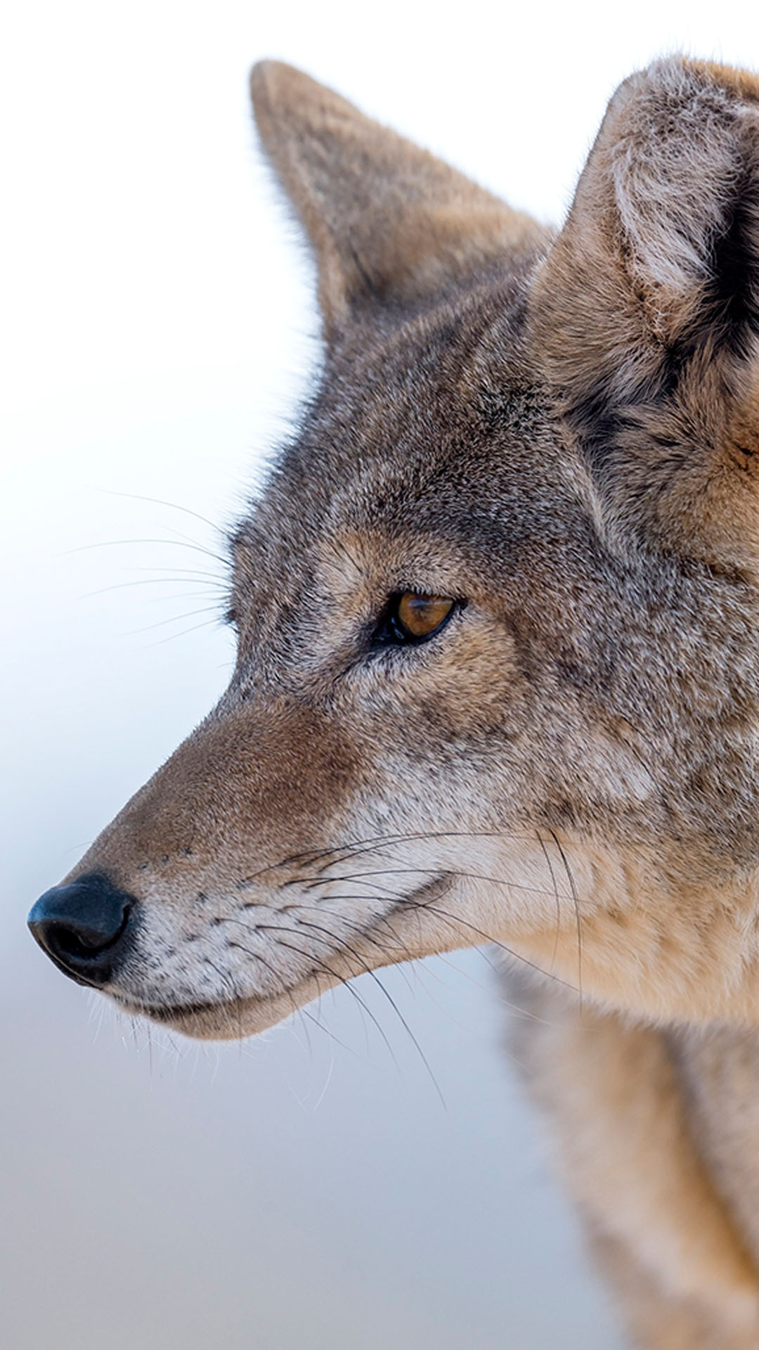 coyote