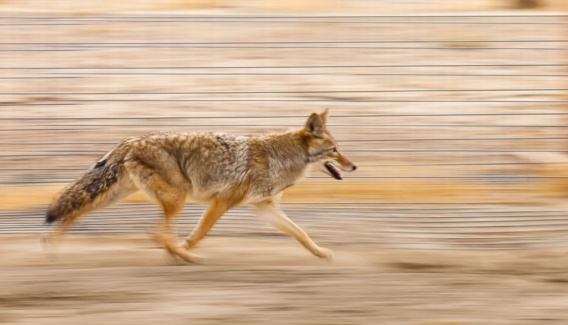 coyote à la course