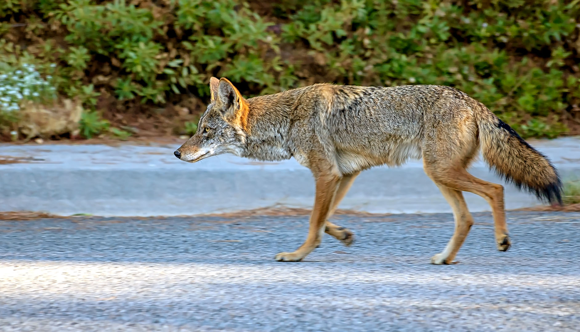 coyote ville