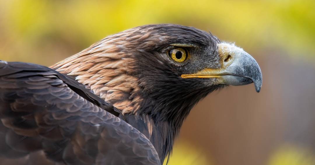 Golden Eagle