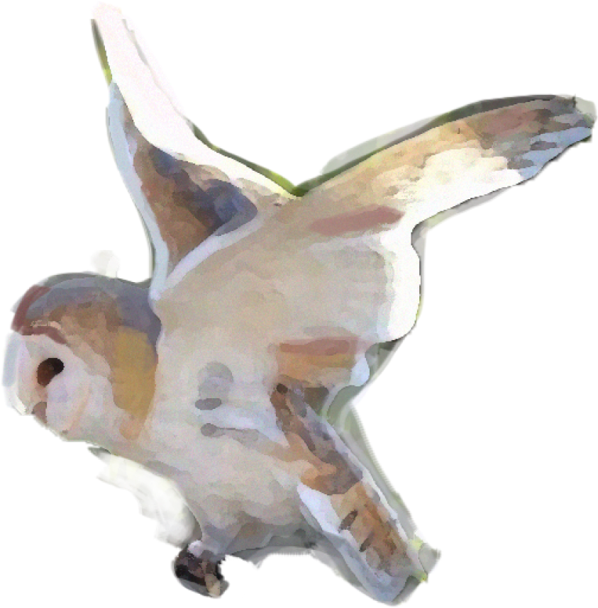 Snowy owl