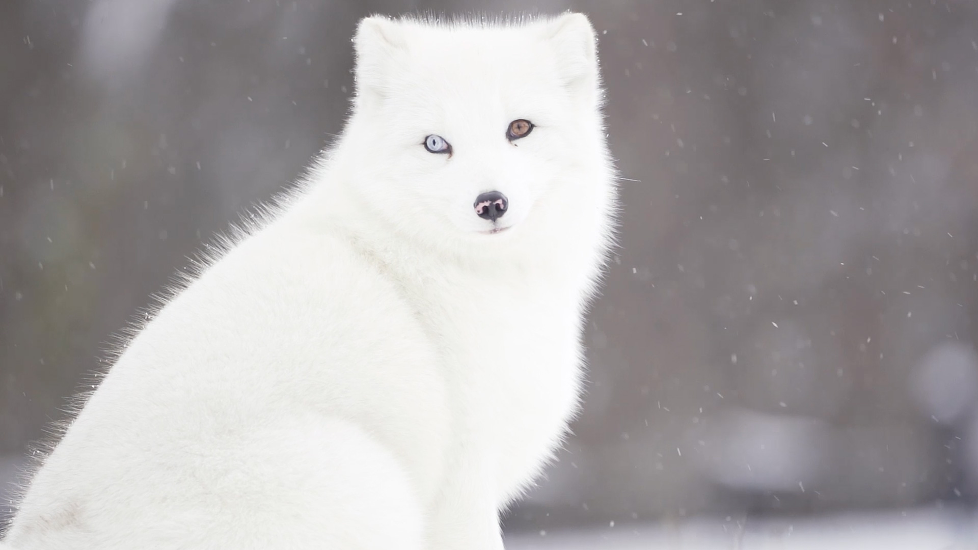 Arctic fox
