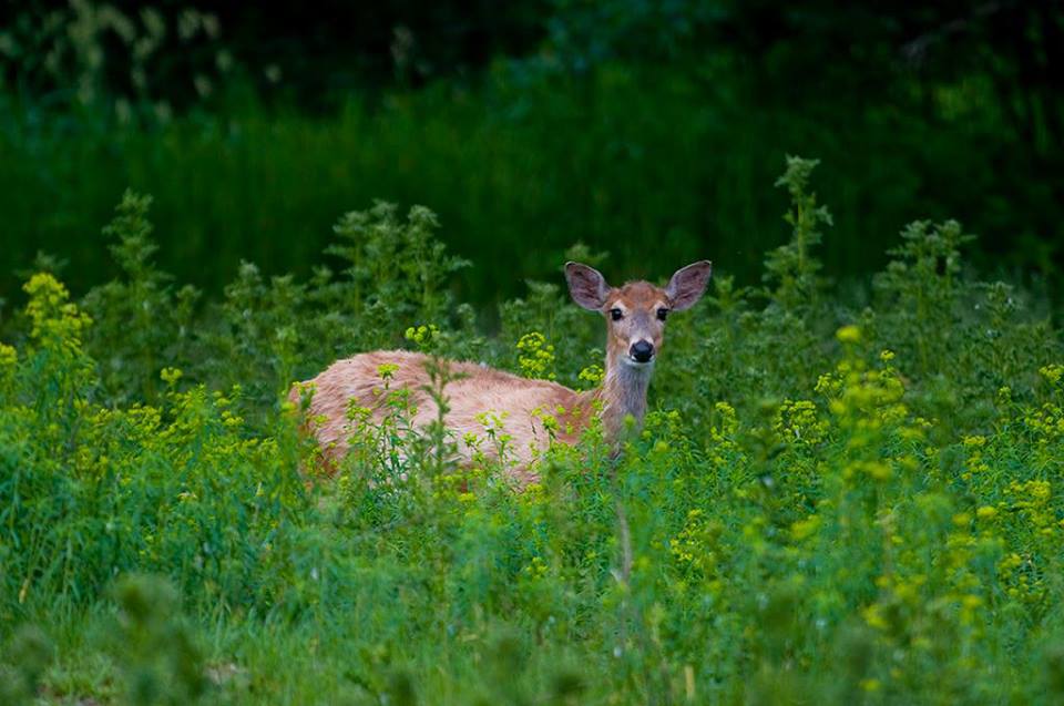young deer in herbs