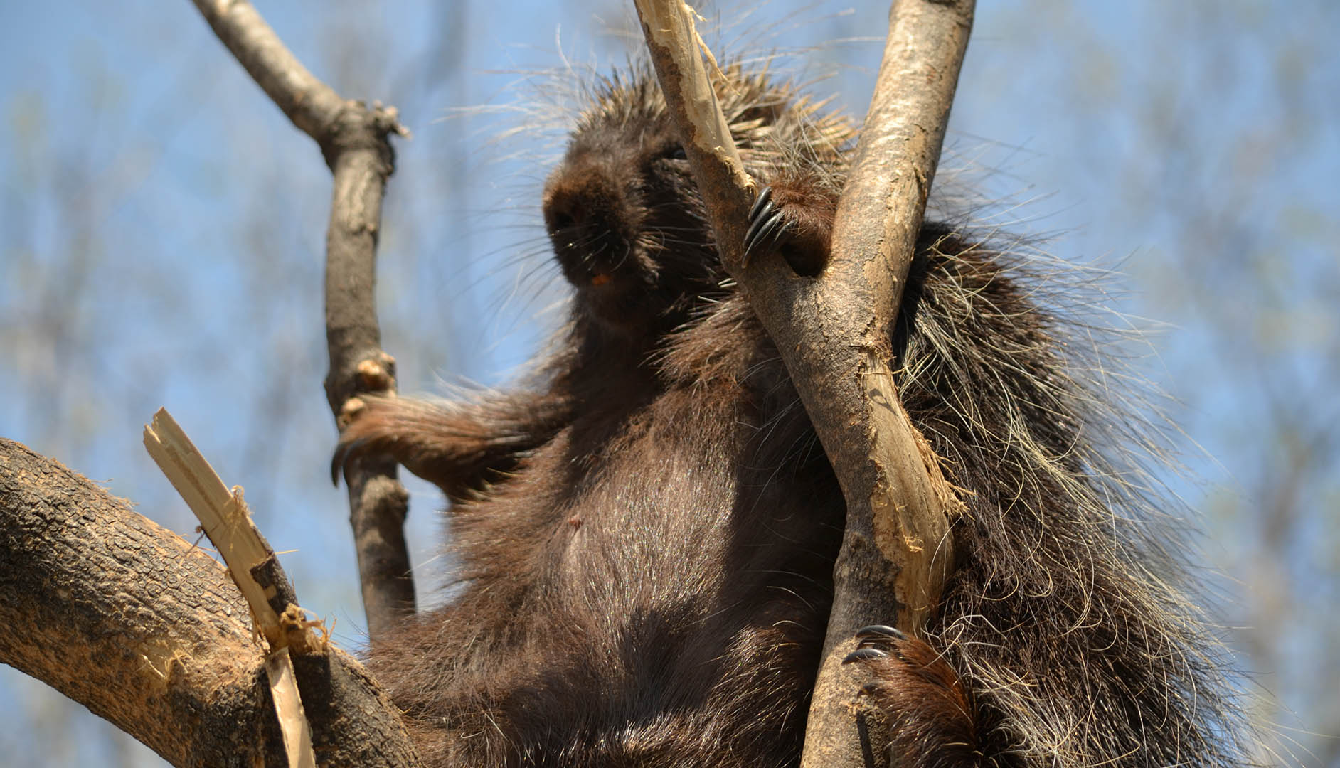 sieste dans l'arbre