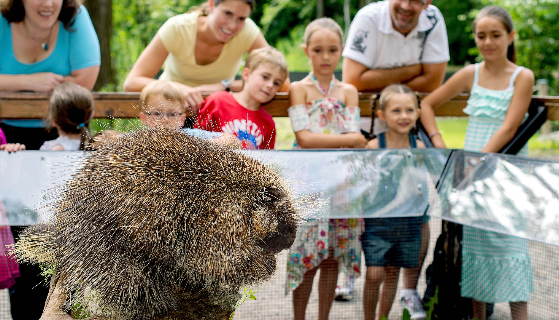 porcupine and visitors