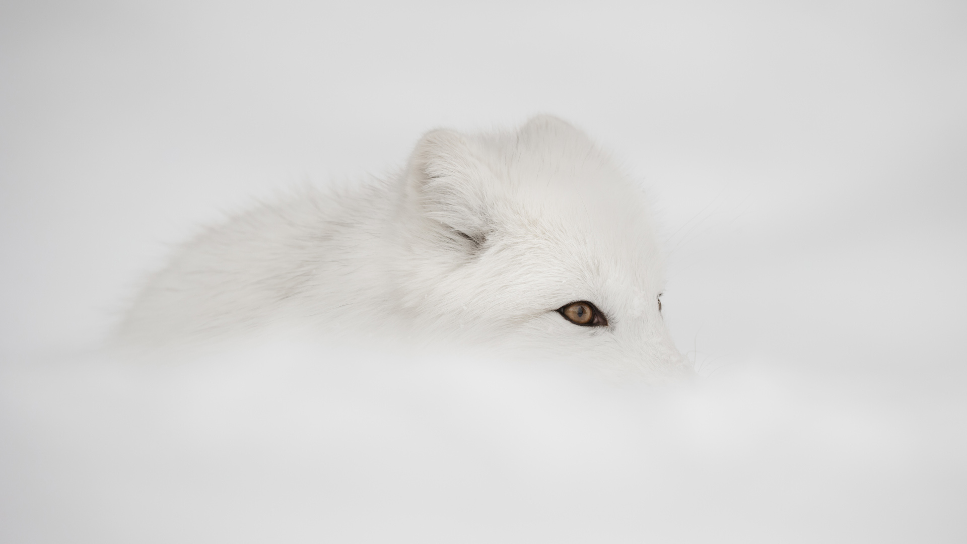 renard arctique