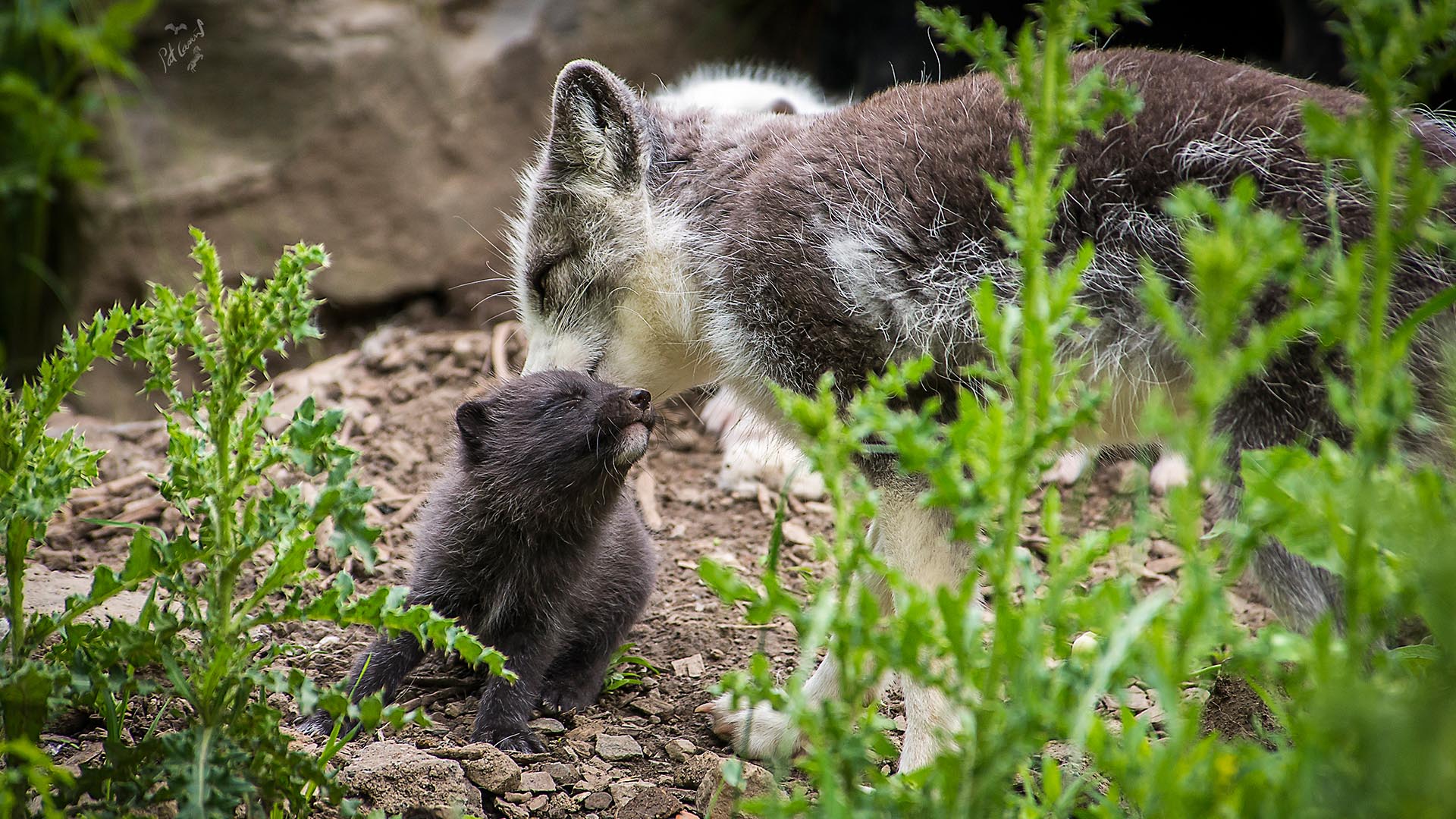 jeune renard arctique
