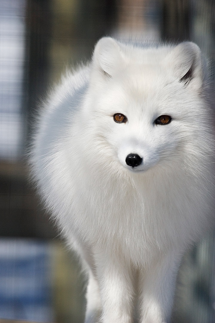 Renard arctique