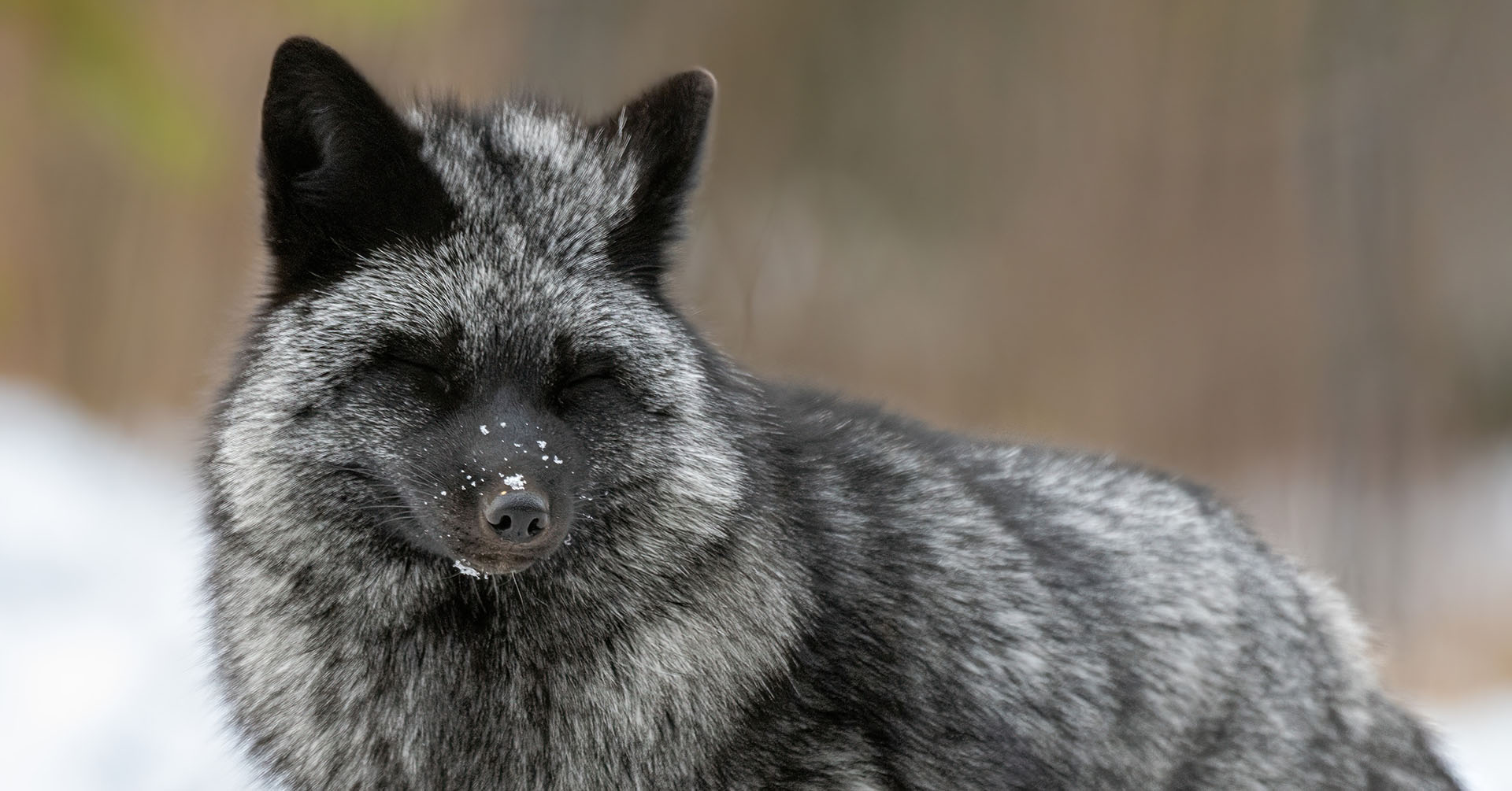 Red fox with silver fur
