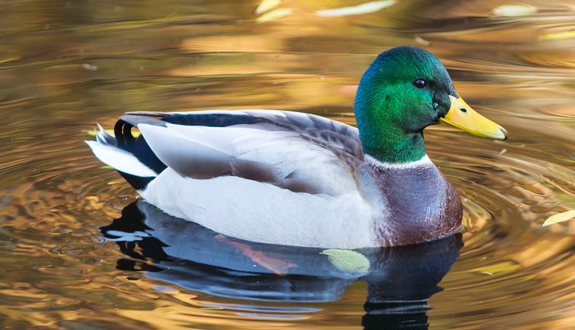 canard barboteur