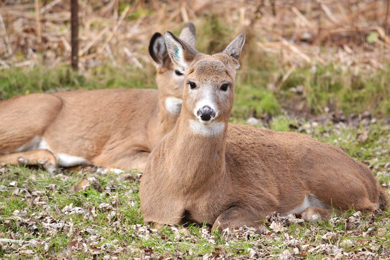 Cerf de Virginie