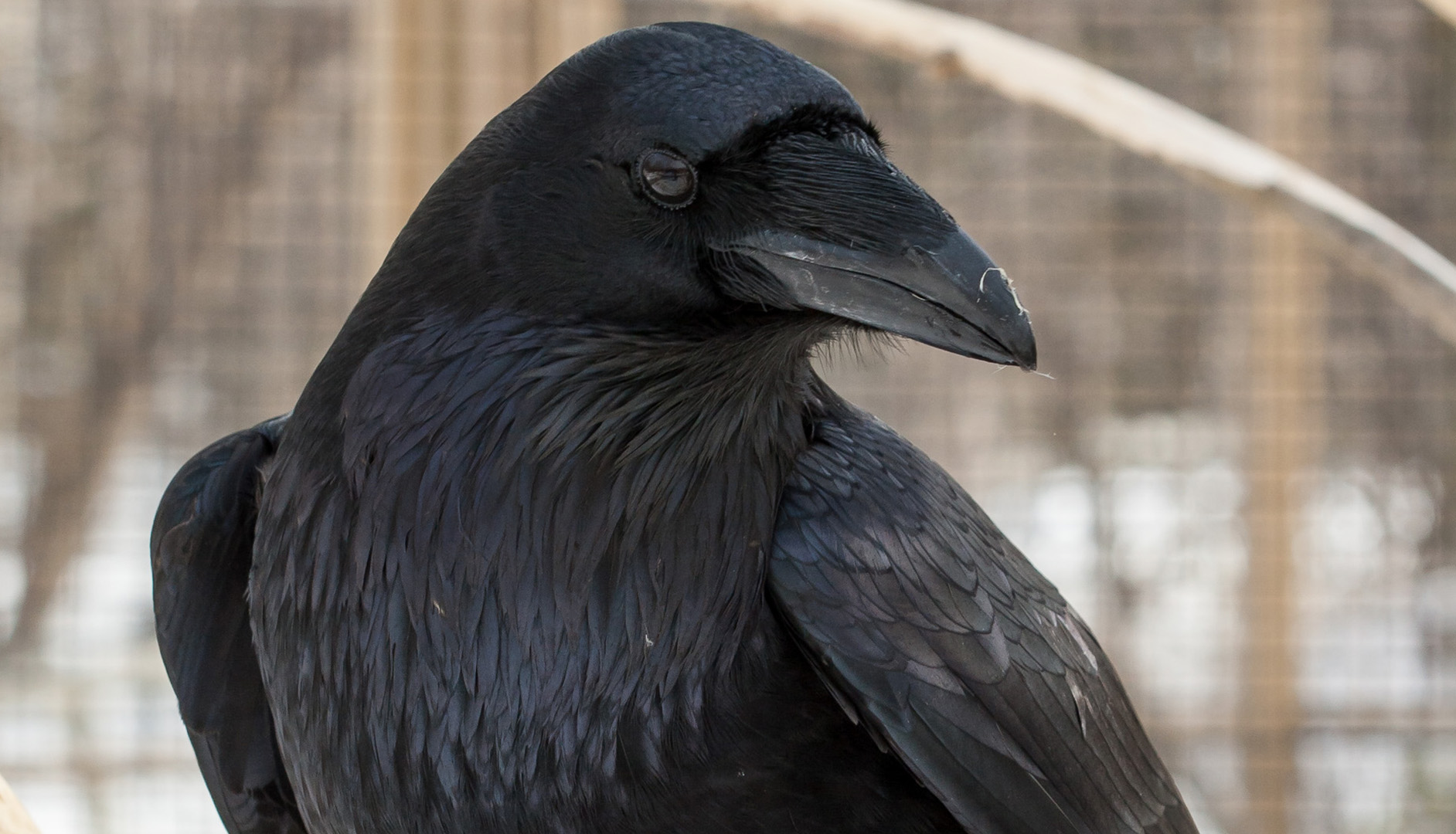 corbeau