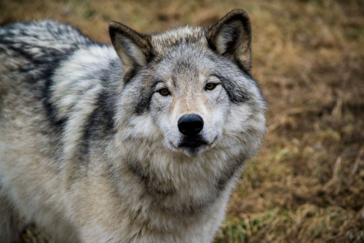 Loup gris