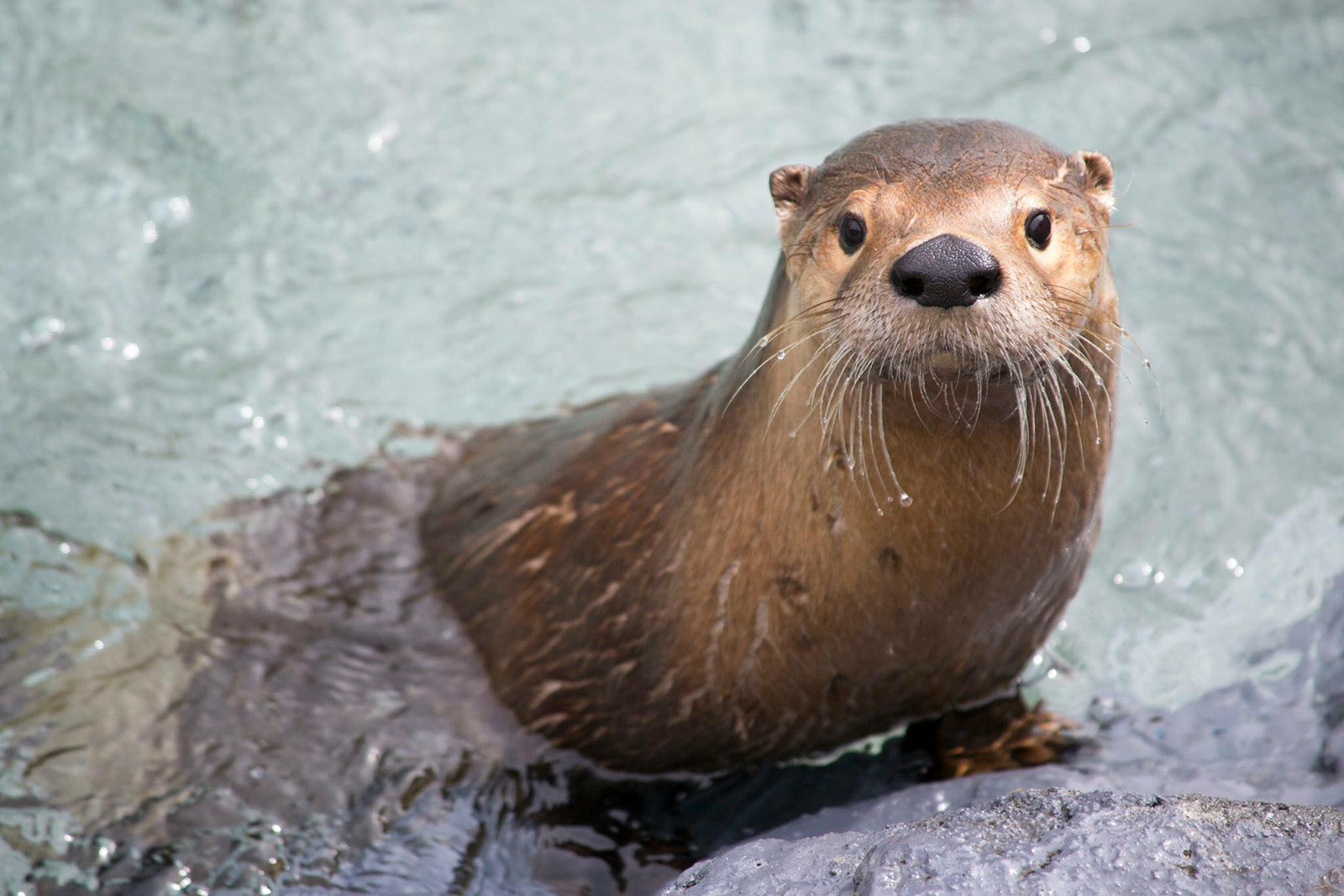 Loutre de rivière