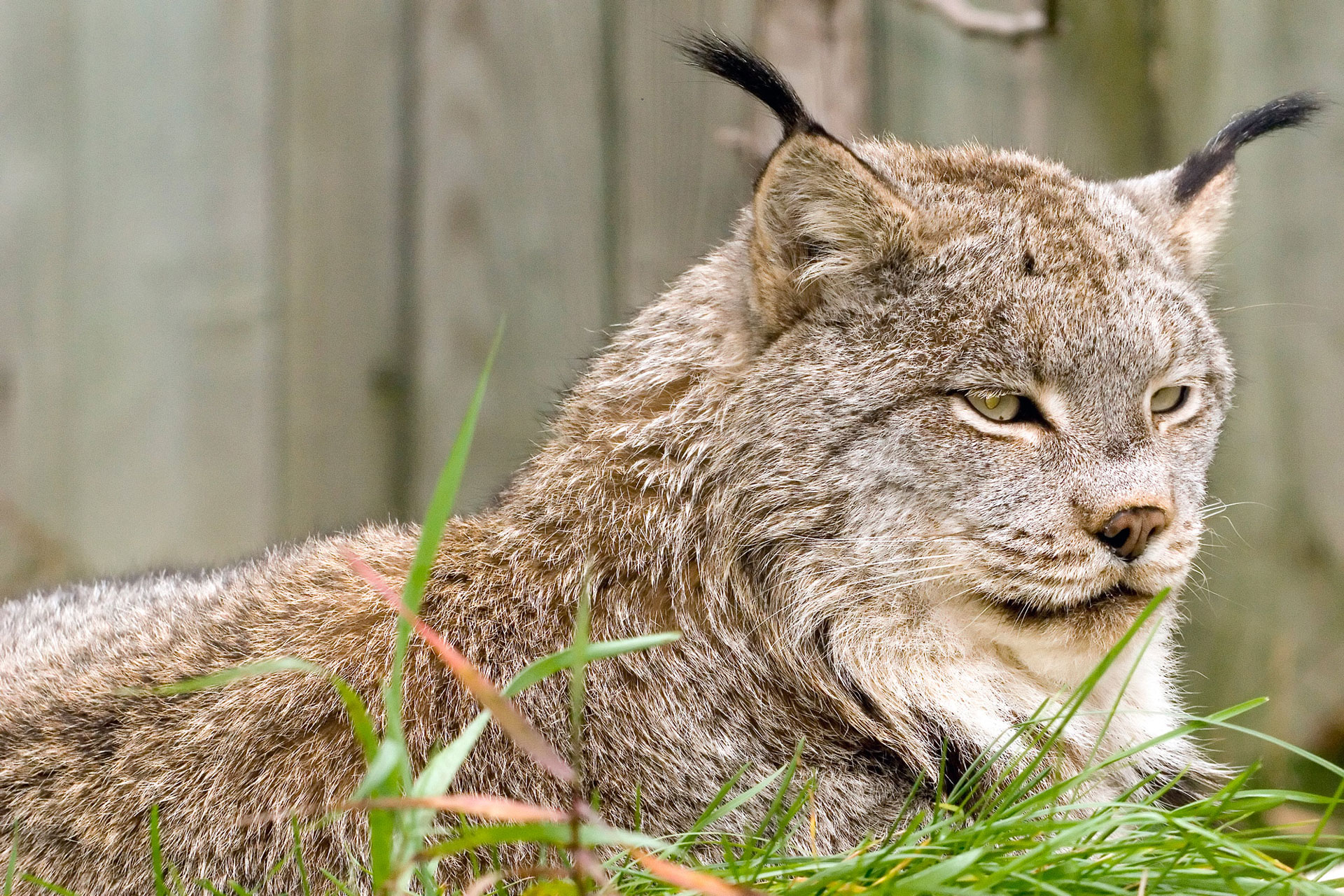 Lynx du Canada