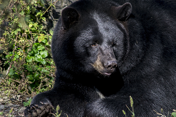 Ours noir