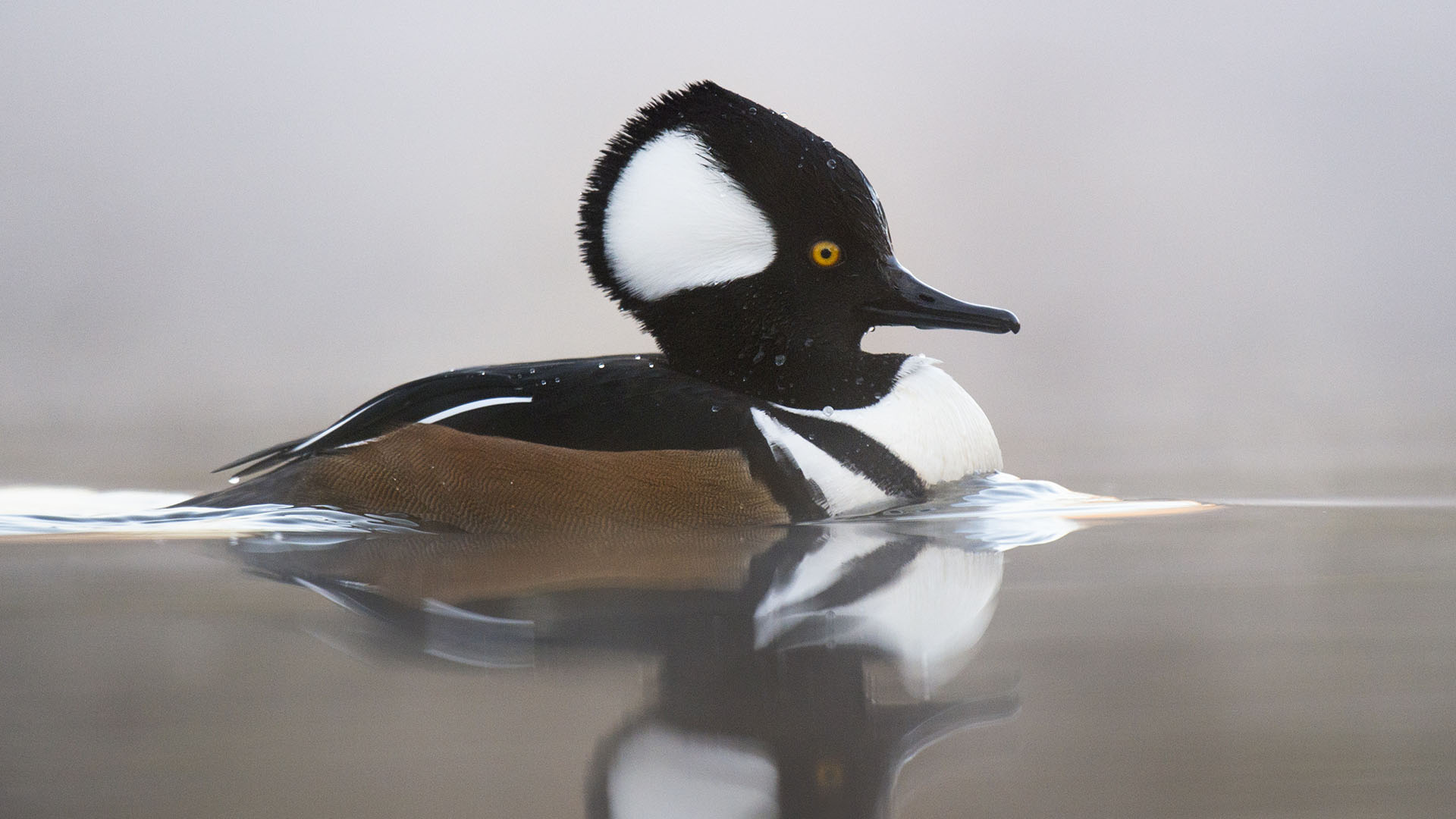 canard plongeur