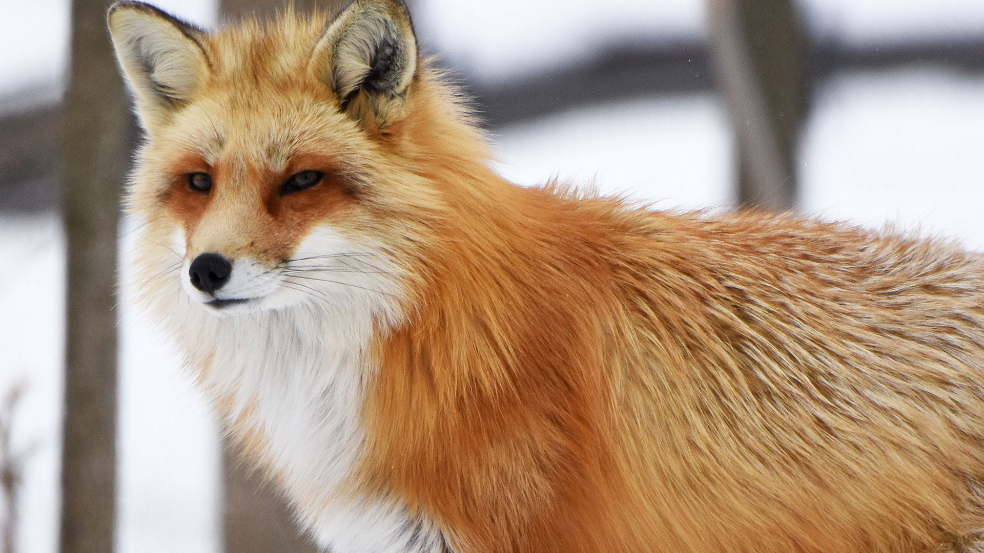 Renard roux