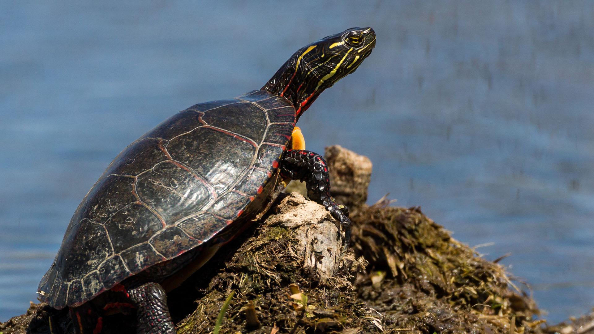 Tortue peinte