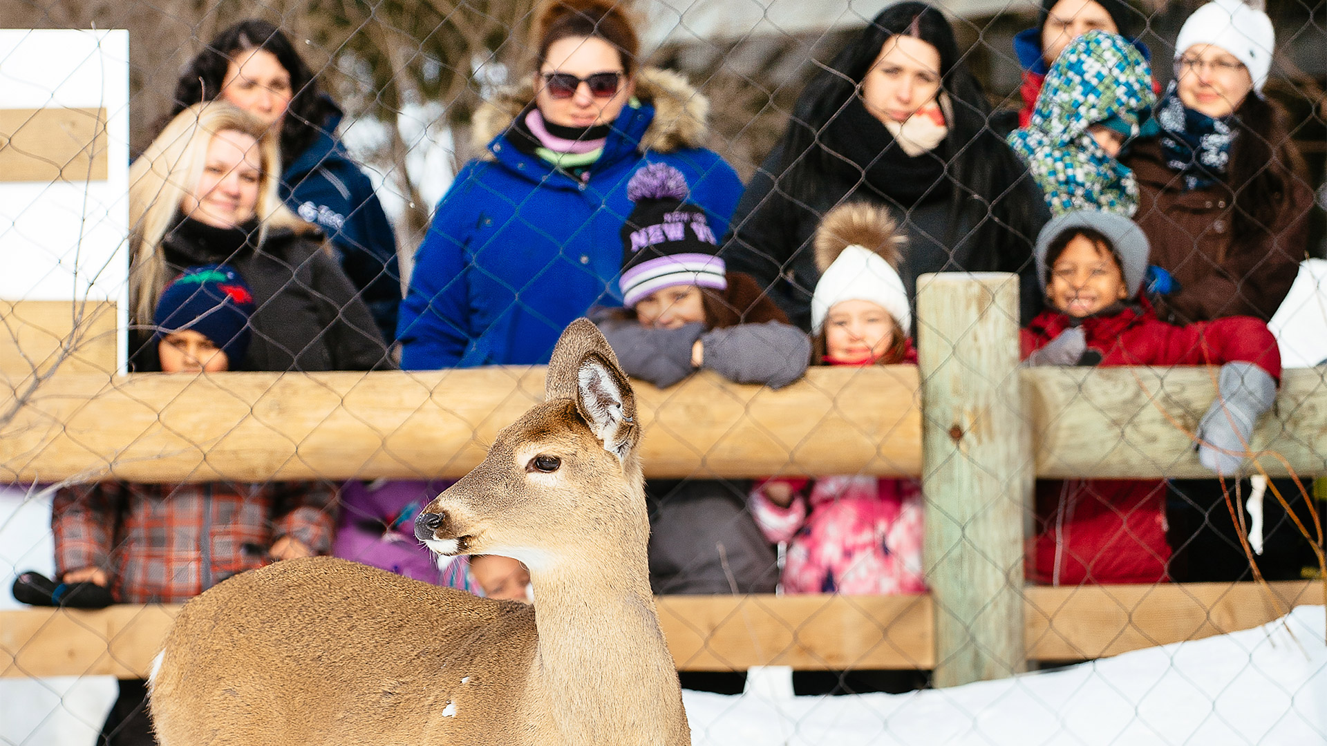 Ecomuseum Zoo visitors looking at a deer