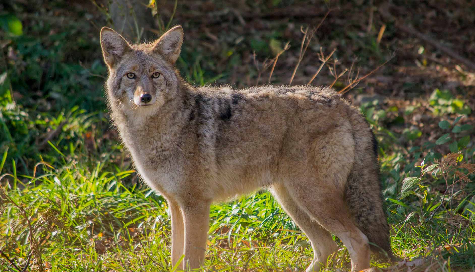 Coyote - appearance