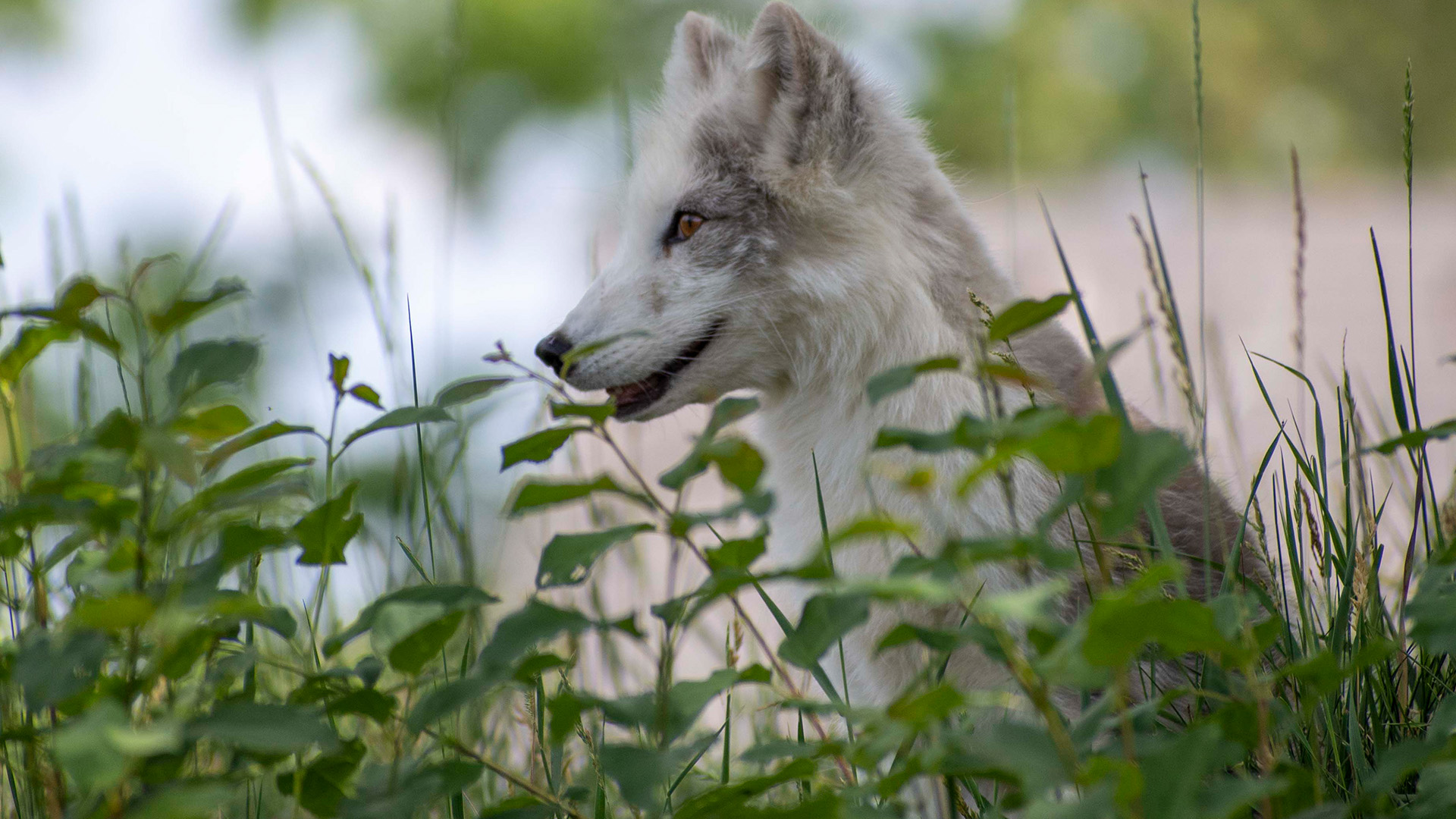 renard arctique