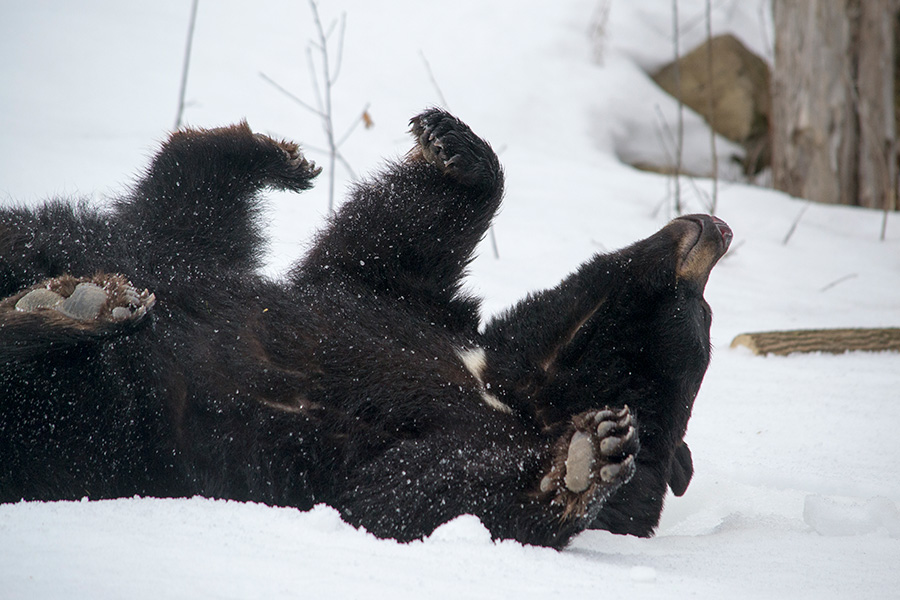 ours noir du Zoo Ecomuseum