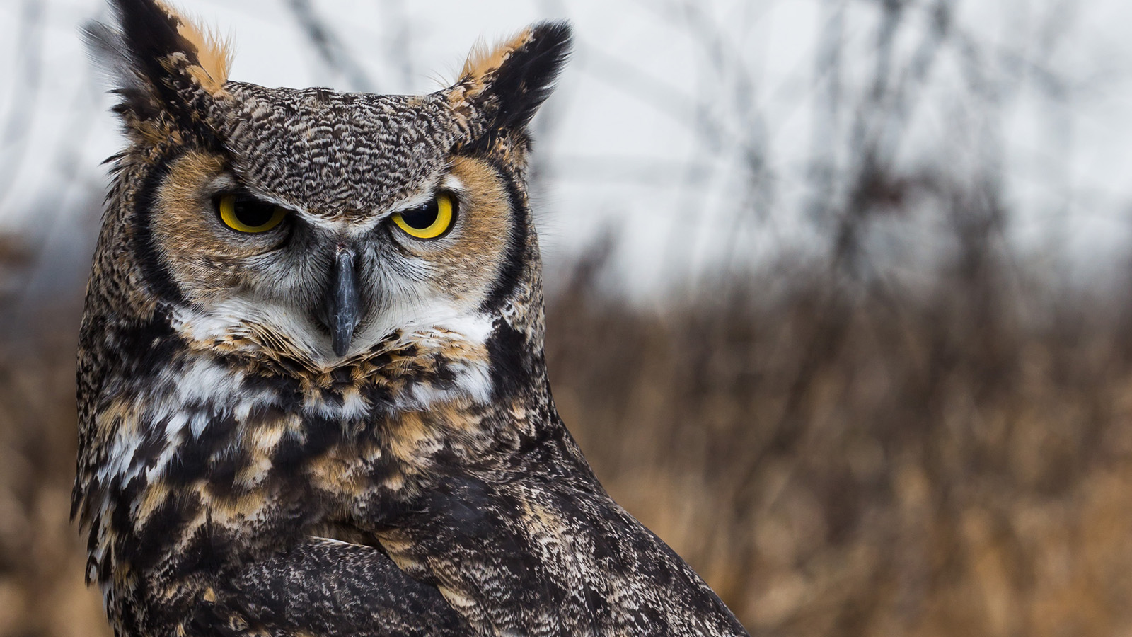 Great-horned owl with attitude