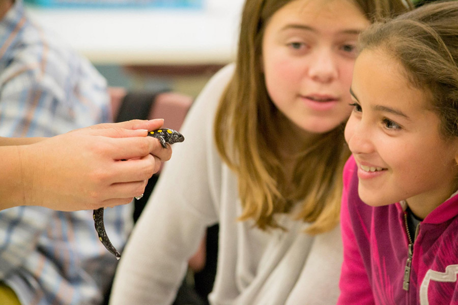 élèves fascinés par une salamandre maculée du Zoo Ecomuseum