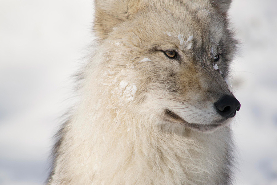 loups gris en hiver