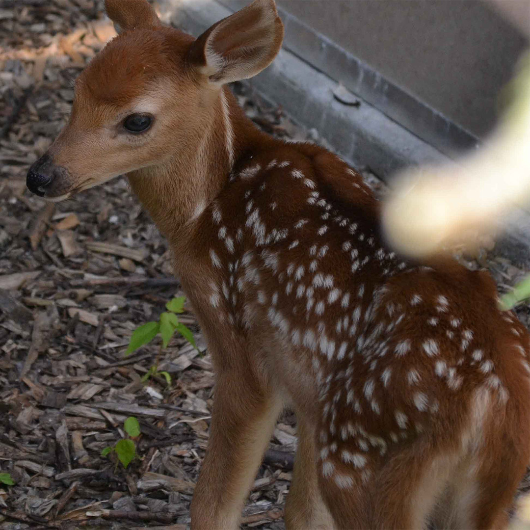 Moki the White-tailed Deer upon his arrival at the Ecomuseum Zoo