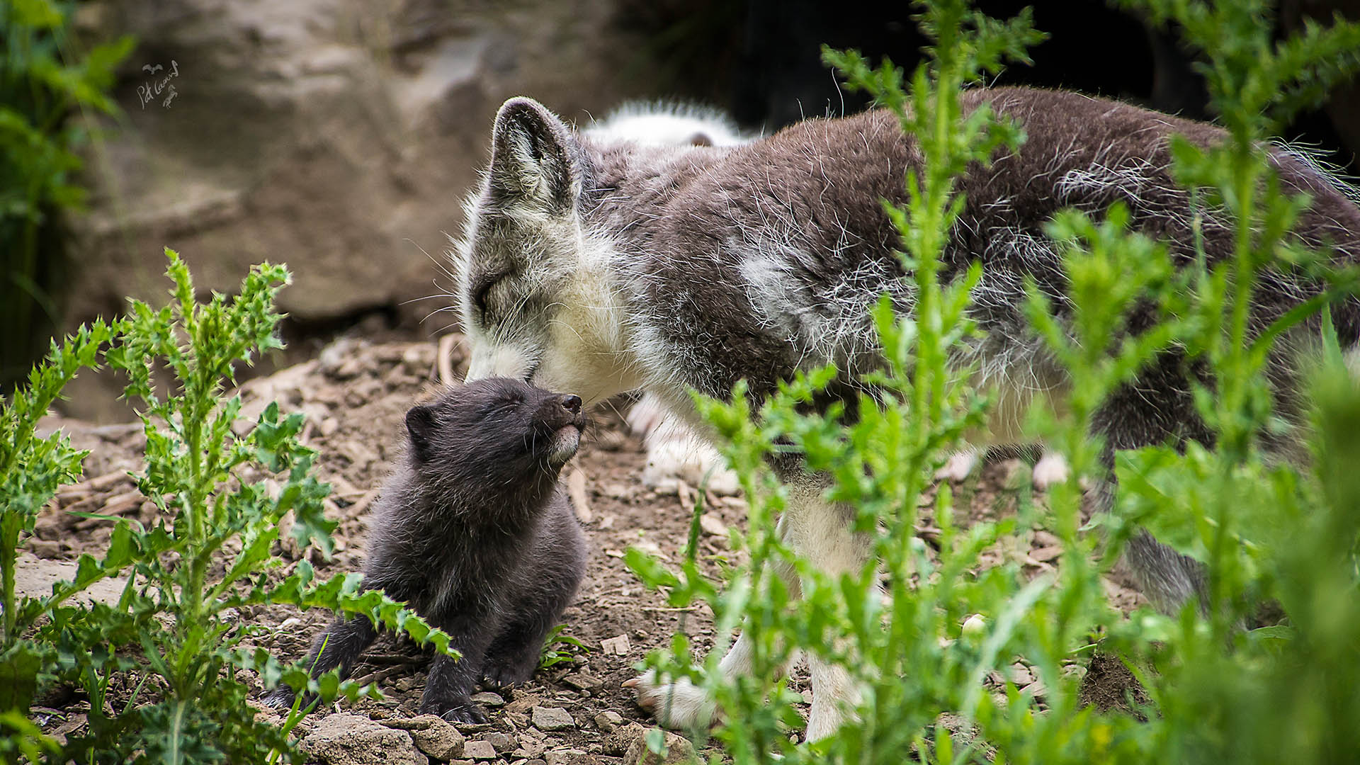 renard arctique