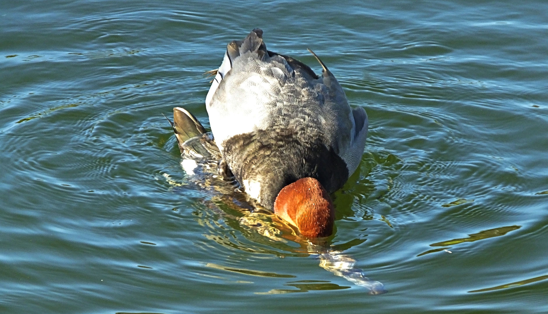 diving duck diet
