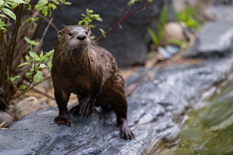 Loutre de rivière