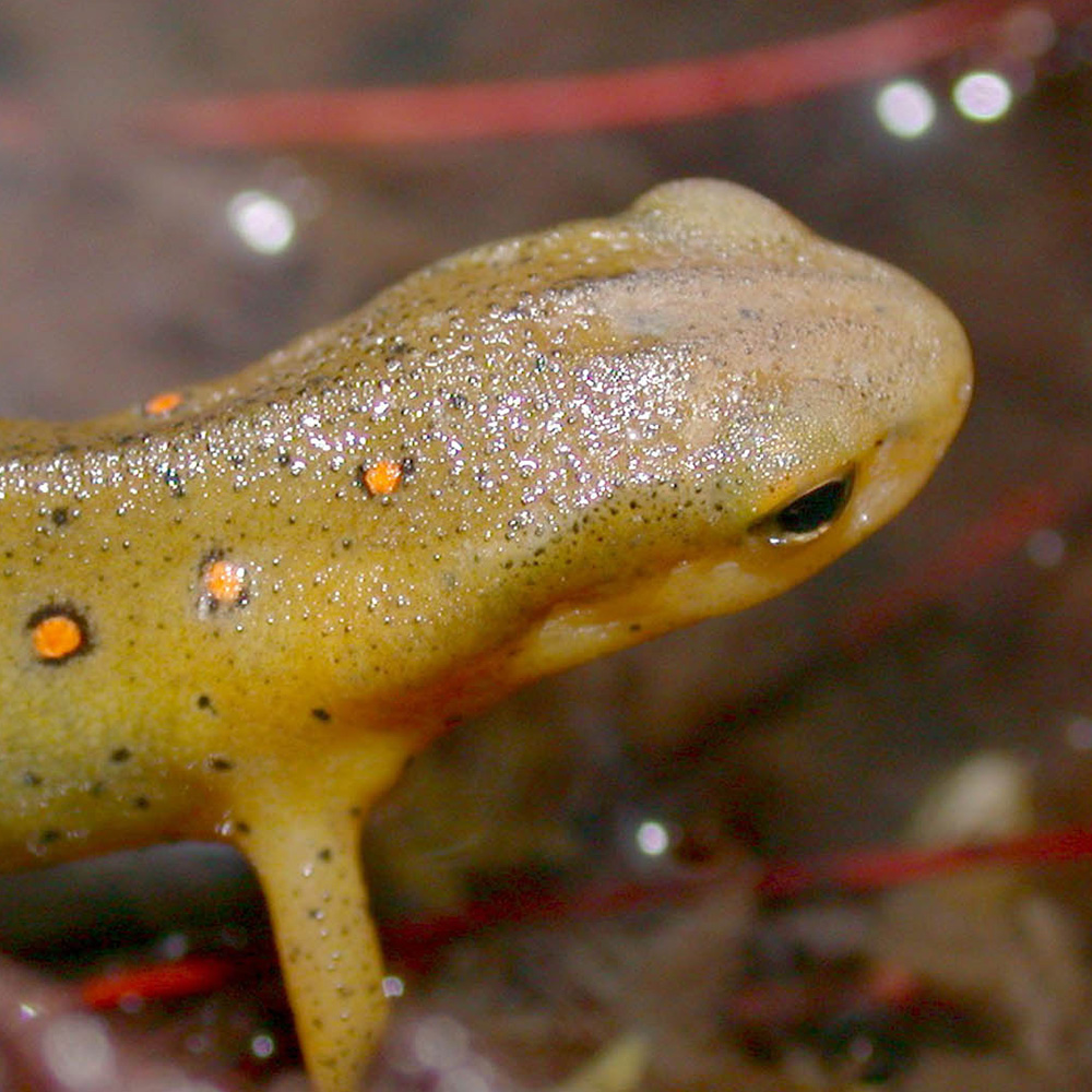Red-spotted newt - portrait